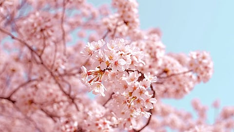 Cherry blossoms in bloom