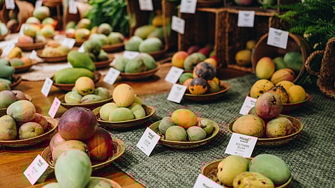 2025 Mango Festival at Fairchild Tropical Botanic Garden