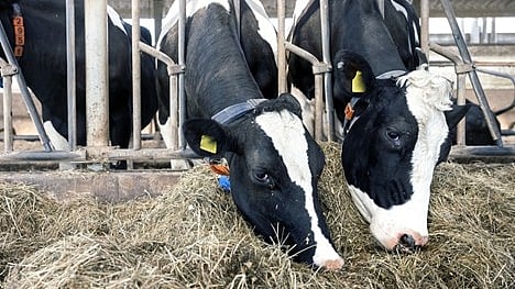Dairy cattle feeding in a livestock facility
