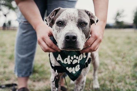 A moment of a dog wearing an "Adopt Me" bandana