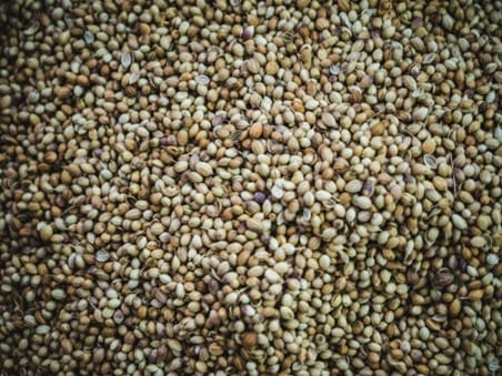 Whole coriander seeds