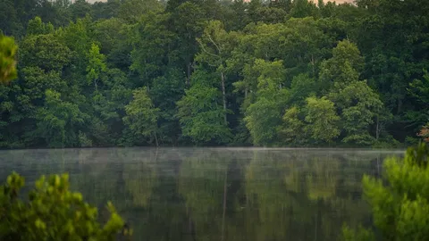 Calm lake bordered by dense forest at sunrise with soft mist rising over still water