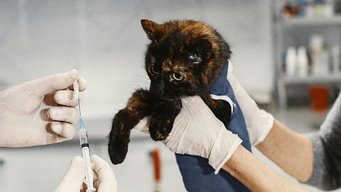 a veterinary examination or procedure