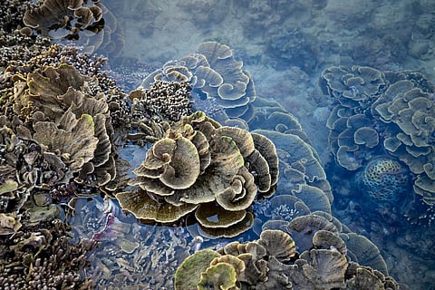 a variety of coral species in shallow water