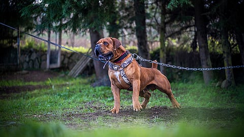 Boerboel standing alert during protection and obedience training