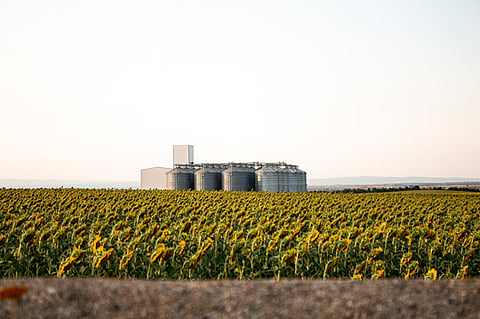 a vast sunflower field leading to a row of metal grain silos