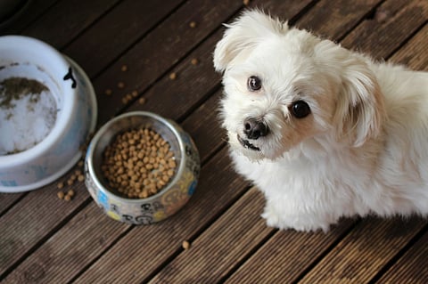 white dog gazes upward while sitting near two bowls on a dark wooden deck