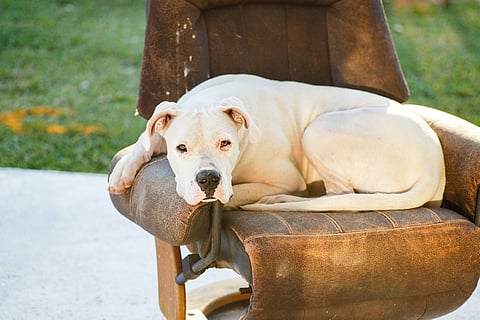 a Dogo Argentino dog with a white coat and a muscular build