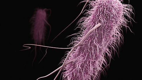 Microscopic view of purple bacteria with hair-like flagella.