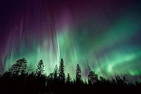 Northern lights over forest