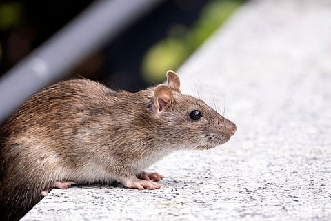 Rodent entering in a house