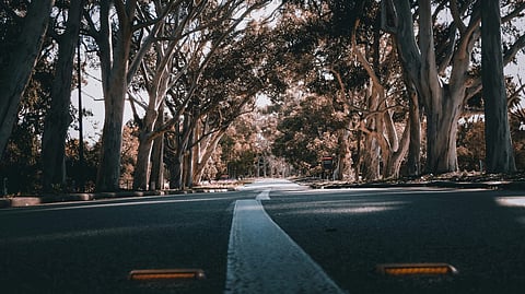 Tree-lined road.