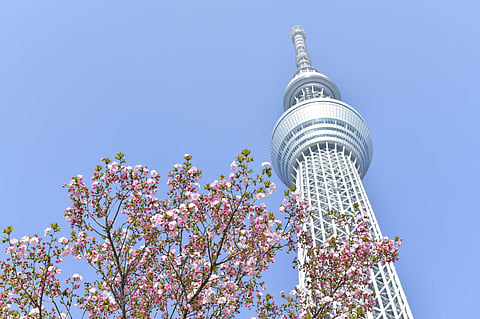Tokyo Skytree tower seen from below with pink cherry blossoms against a clear blue sky