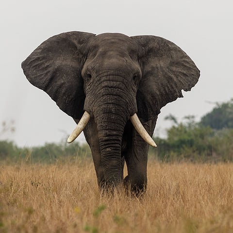 An African savannah elephant facing the camera with ears spread in dry grassland