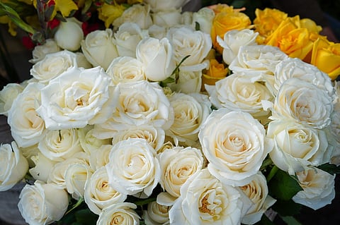 Bouquet of white roses.
