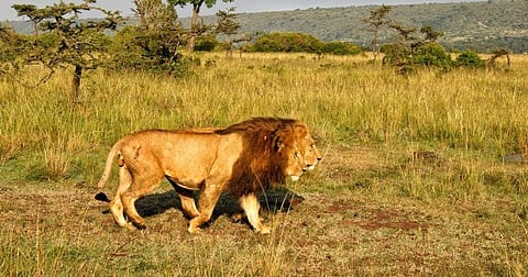 Two male lions walking.
