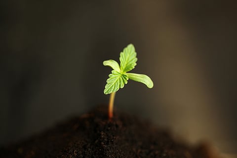 Small green seedling in soil.