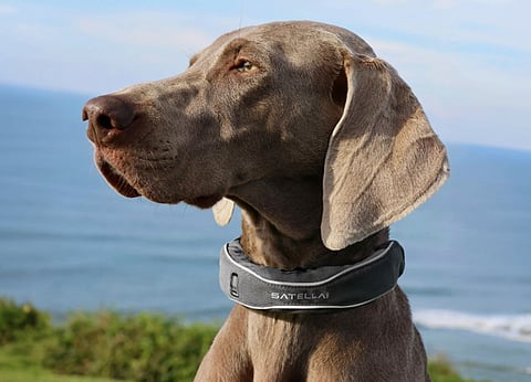 Weimaraner dog wearing a Satellai smart collar.