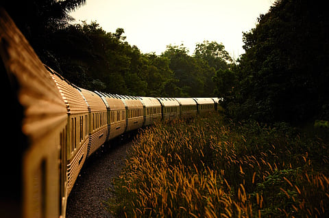 The cars of the Eastern & Oriental Express curving through tall grass beside a forest at sunset