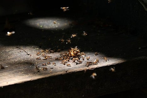 Swarm of bees on wood.