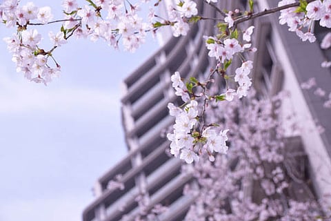 CHERRY BLOSSOMS WITH PALACE HOTEL TOKYO