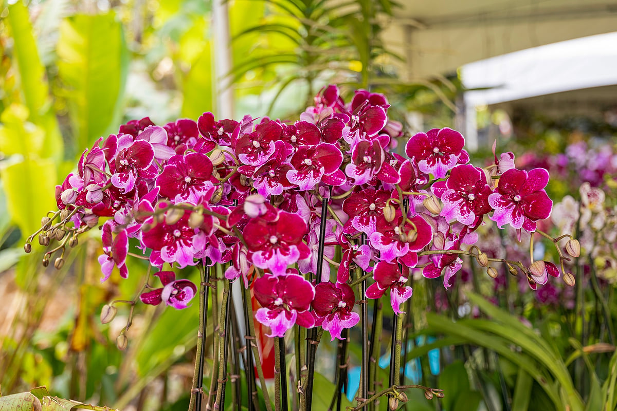 Orchids in Bloom Festival Returns to Miami's Fairchild Garden in 2025