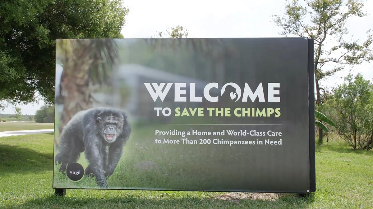 Spectrum Miami Art Debut: Ozzy Osbourne & Chimpanzees Unite for