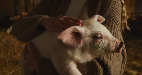 Gårdar larmar: djur misshandlas av besökare – "inte svenskar"