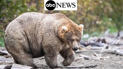 540-kilos björn vann "fetaste björnen" – över 80 000 röstade