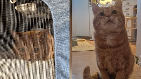 Katten Algot skjuten med luftgevär – katthem slår larm