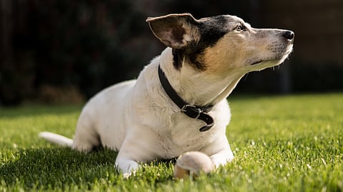 Hunden på bilden är inte kopplad till händelsen. 