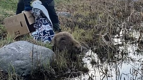 Bäver skapade dramatik vid kyrka