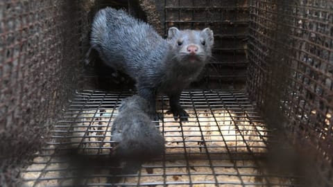 Mink, chinchilla & rävuppfödning förbjuds