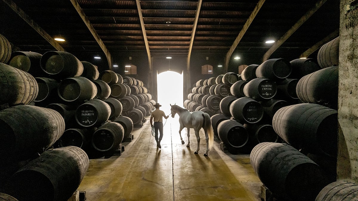 The Macallan Sherry Oak 25 & 30 Years: How Oak Ages Longer Than the Whisky