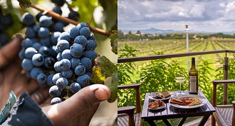Wine Grapes and a Bottle of Wine with Meal