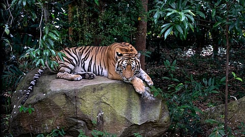 8 Luxurious Wildlife Stays Across India For The Best Sightings