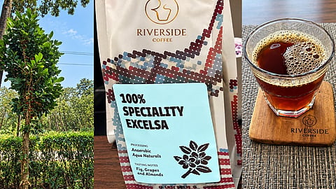 Discover Excelsa: India's Rare Coffee Revolutionizing the Brew