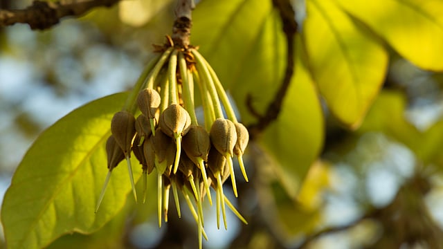 From Colonial Ban to Ultra-Luxury: How Six Brothers Mahua Is Reviving ...