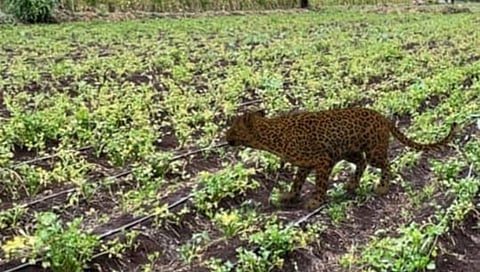 हडपसरच्या नागरी वस्तीत बिबट्याचा वावर; स्थानिकांमध्ये भितीचे वातावरण