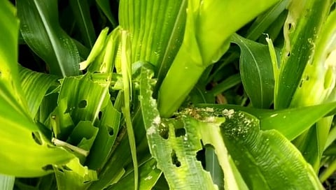 लष्करी आळीच्या हल्ल्याने मका उत्पादक शेतकरी अडचणीत