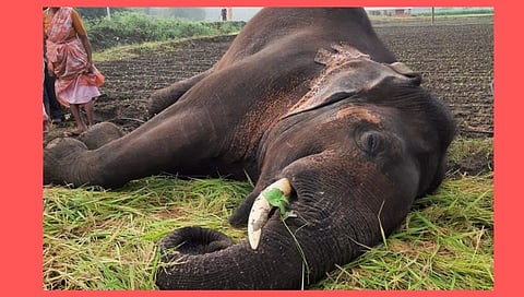 गडचिरोलीत एकापाठोपाठ एका हत्तींच्या मृत्यूमुळे खळबळ आणि संताप!