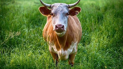 Animals safety 