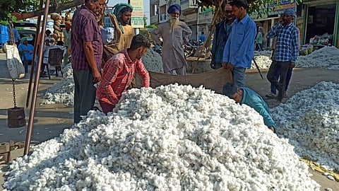 Cotton Price