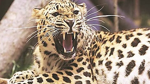 Leopard Attack