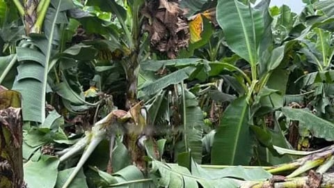 Jalgaon News Banana Crop