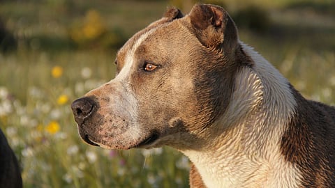 Pitbull Dog Attack