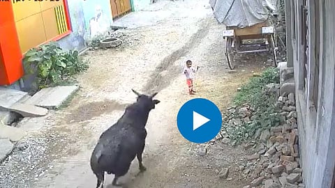 Viral Video