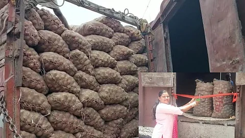 Nandurbar News Onion Price