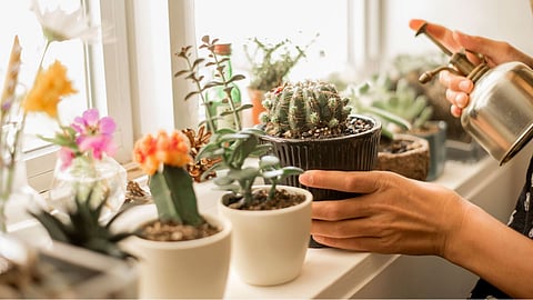 Outdoor Plants Care
