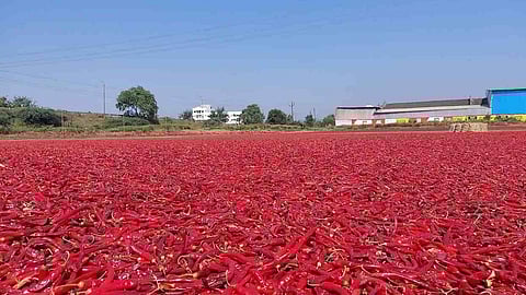 red pepper nandurbar market